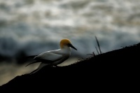 Terej australsky - Sula serrator - Australian Gannet - takapu 0153